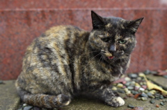 神社猫111