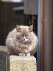 通りすがり猫235