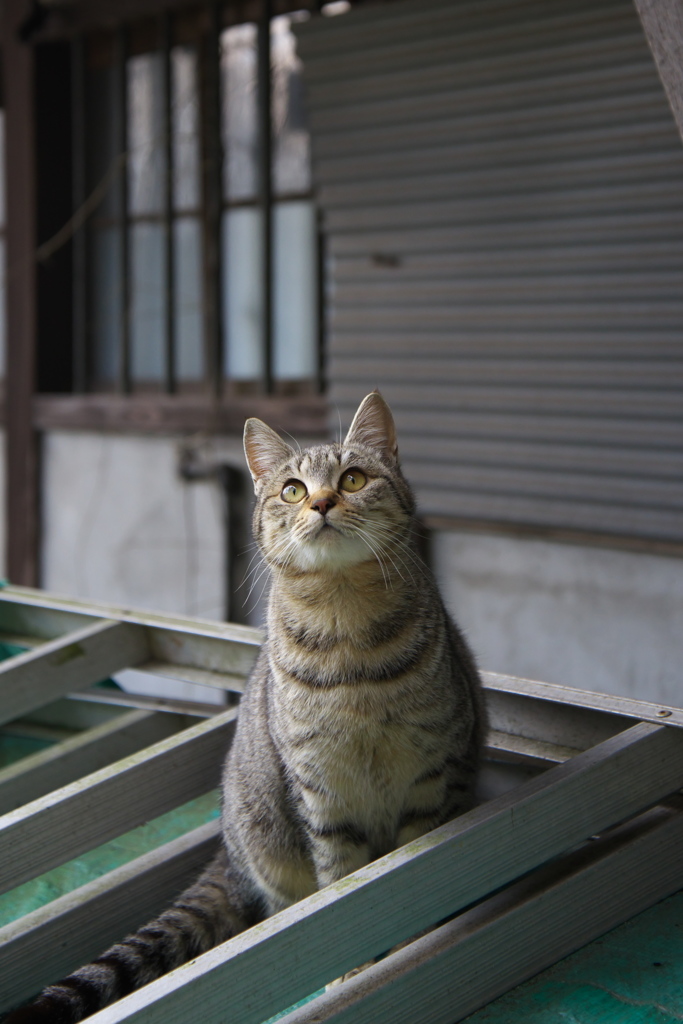 尾道猫70