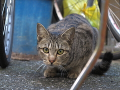 通りすがり猫148