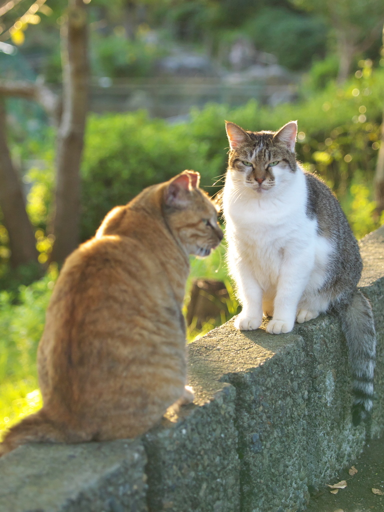 S公園猫45