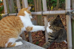 神社猫122
