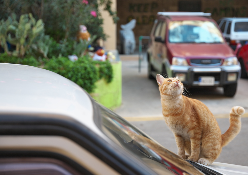 地中海猫65