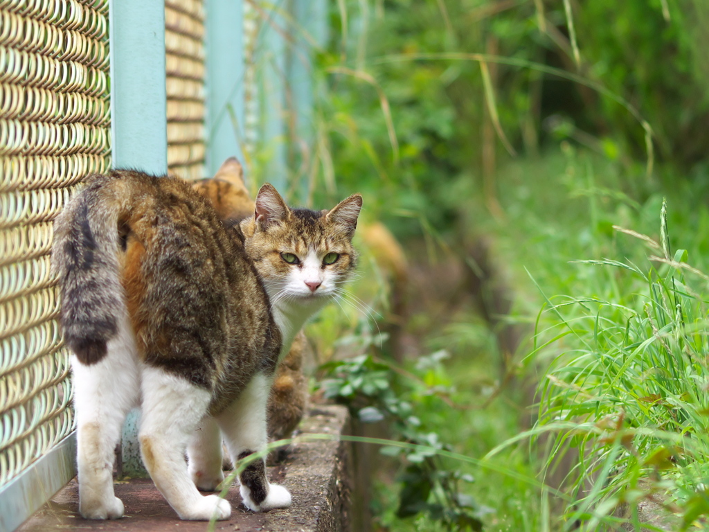 公園猫57