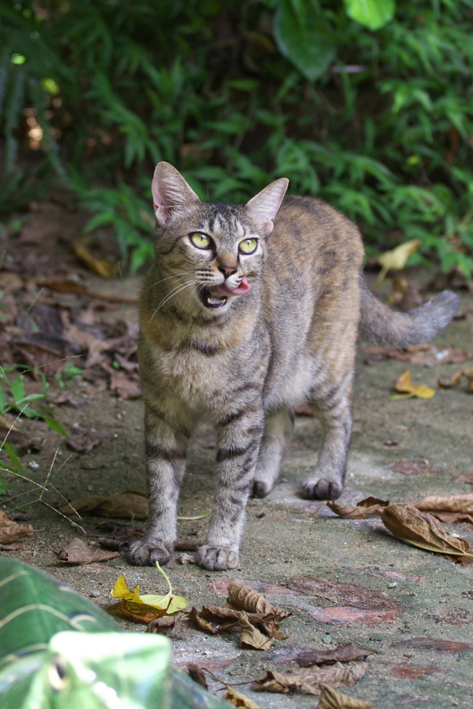南の島猫03