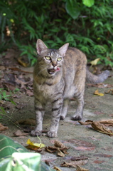 南の島猫03