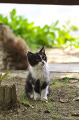 尾道猫87
