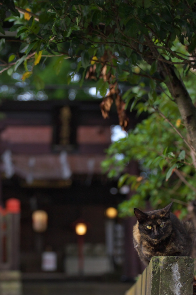 神社猫21