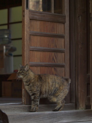 寺猫63