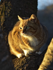 公園猫129