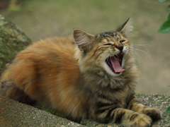 尾道猫95
