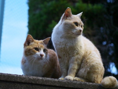 公園猫140