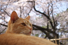 通りすがり猫156