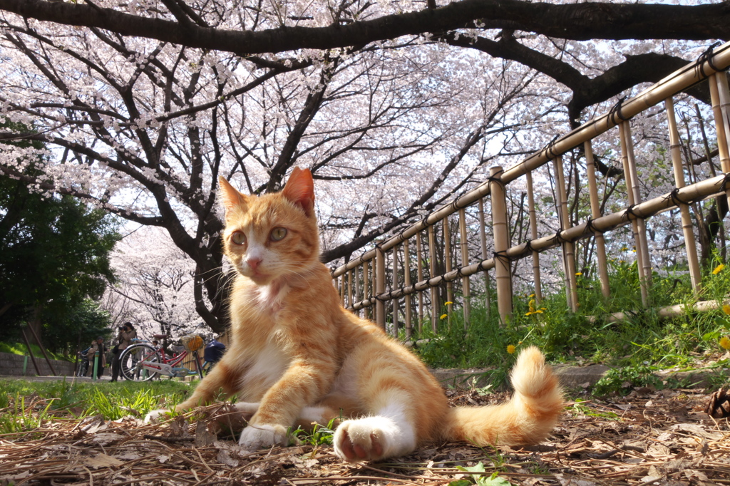 通りすがり猫159