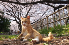 通りすがり猫159