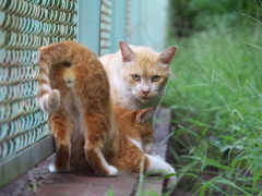 公園猫91