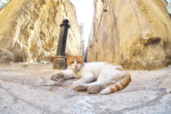 地中海猫11