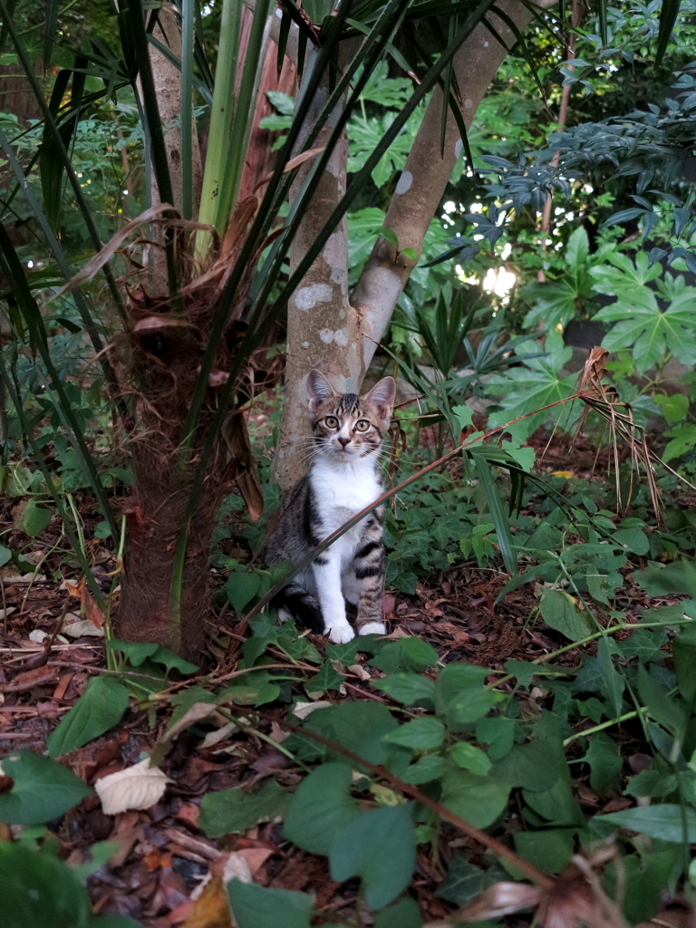 神社猫11