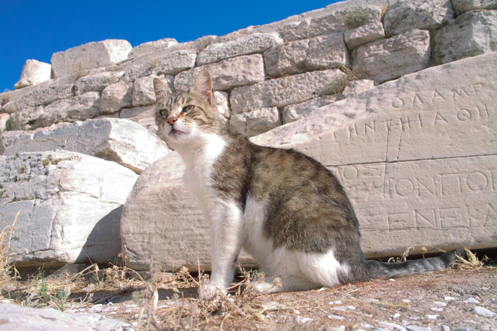 遺跡猫8