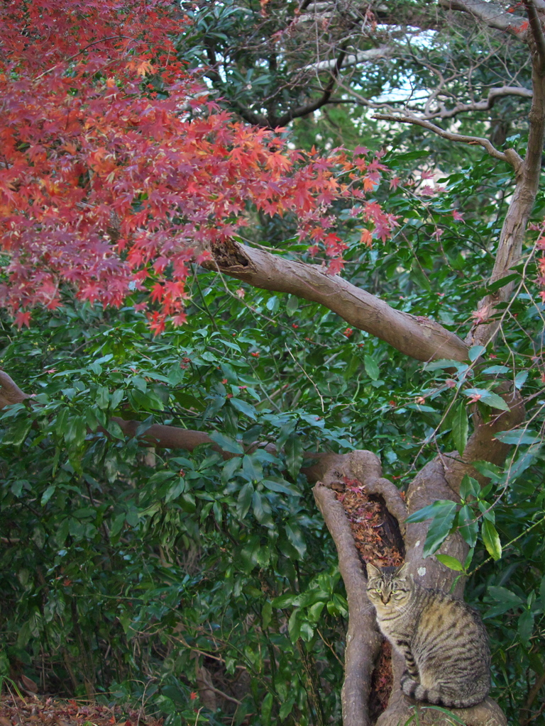 公園猫119