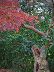 公園猫119