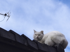 通りすがり猫201