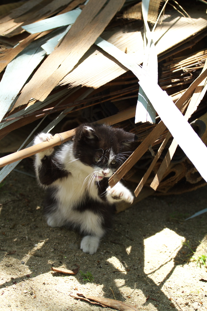 尾道猫96