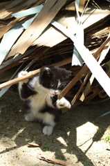 尾道猫96