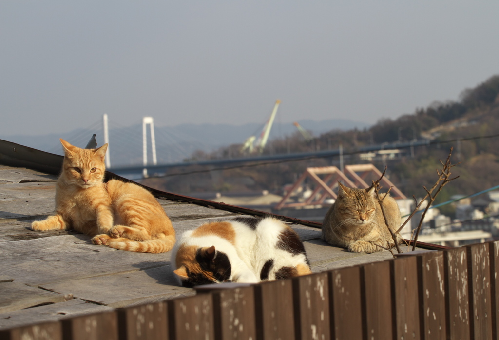 尾道猫46