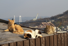 尾道猫46