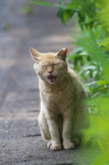 S公園猫02