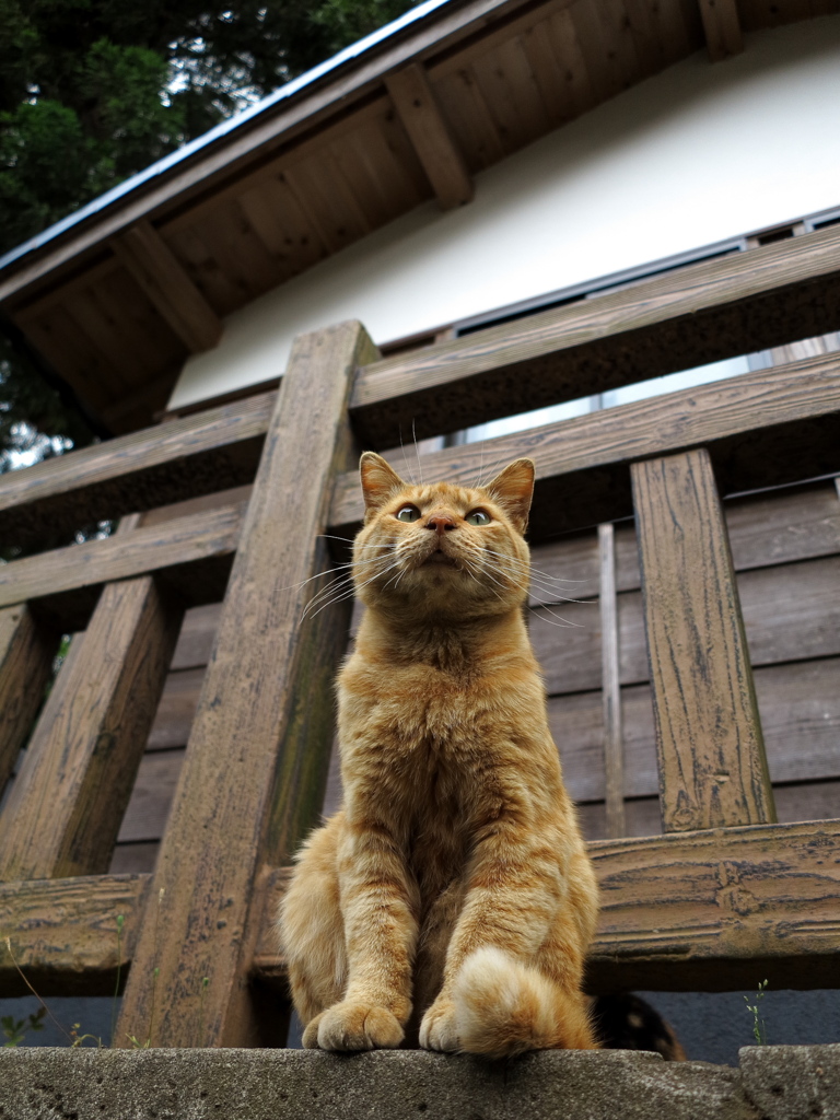 神社猫10