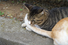 神社猫104