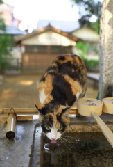神社猫73