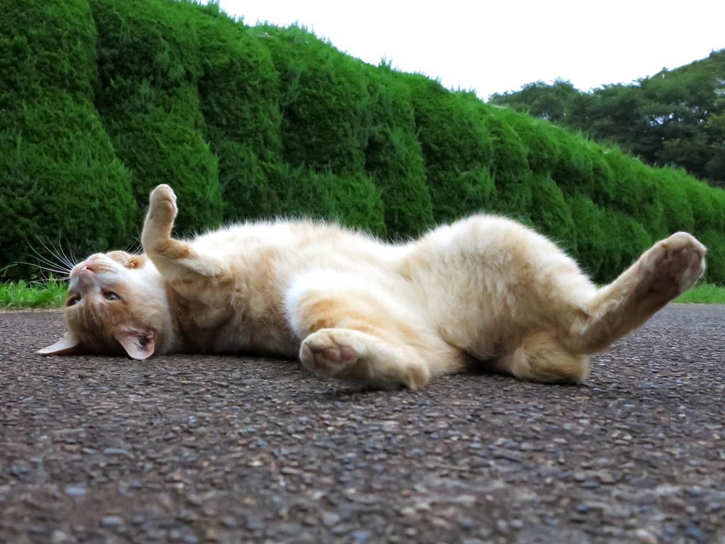 公園猫63