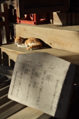 神社猫66