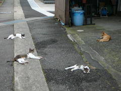 通りすがり猫19