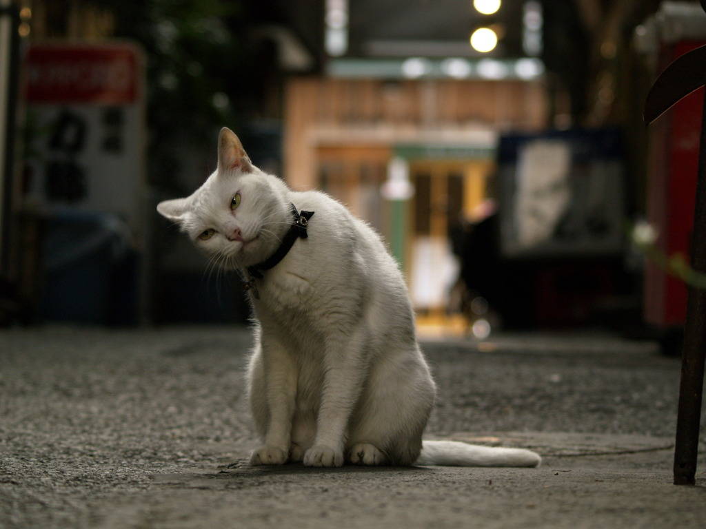 通りすがり猫11