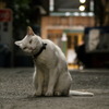 通りすがり猫11