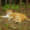 公園猫14
