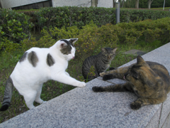 公園猫31