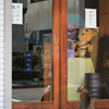 通りすがり猫57