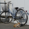 通りすがり猫55