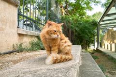 アテネ猫9