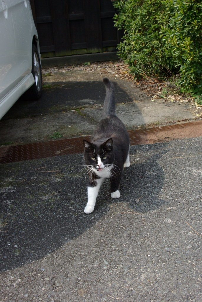 通りすがり猫44