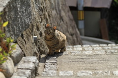 尾道猫8