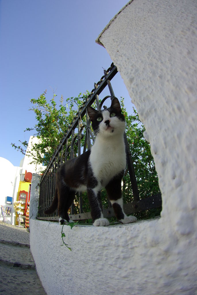 エーゲ海猫28