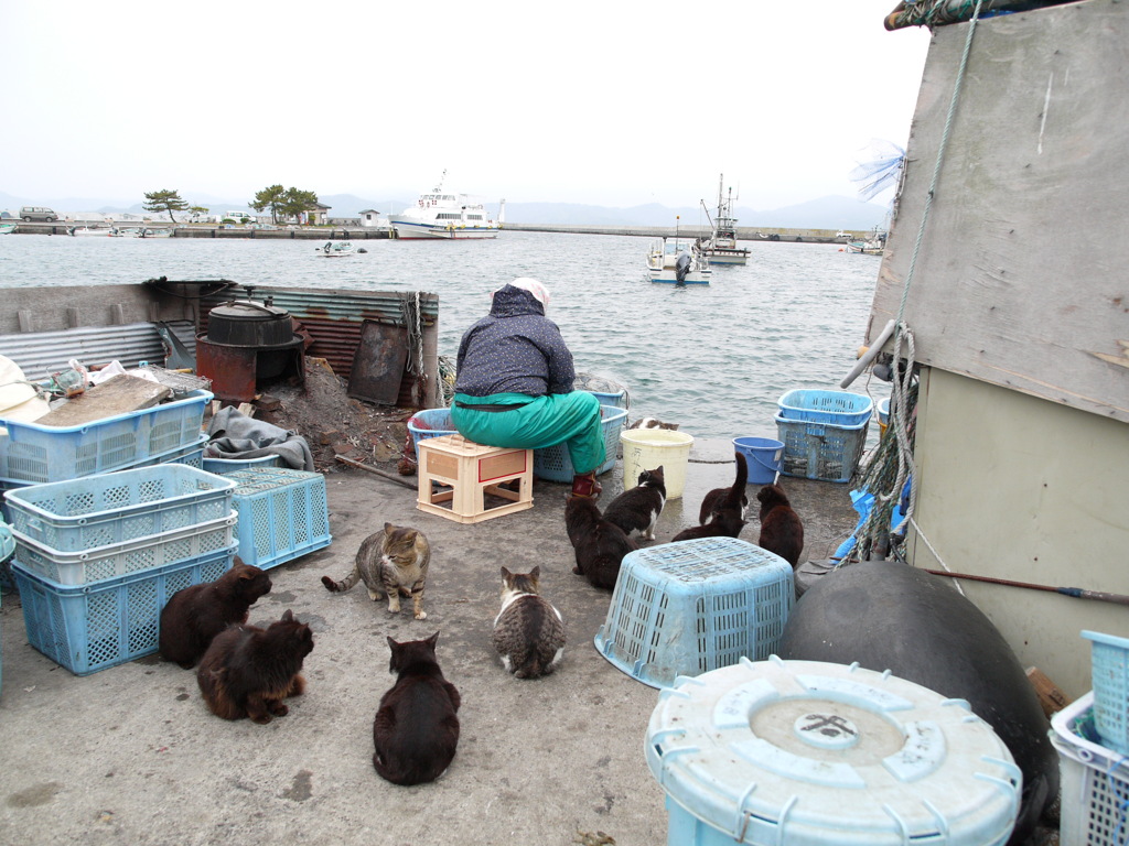 島猫15