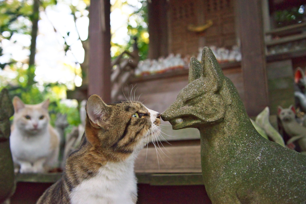 神社猫114