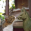 神社猫114